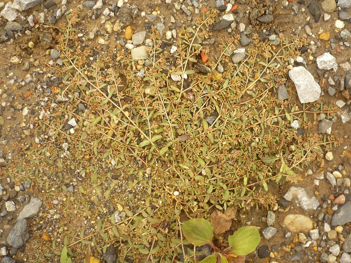 Euphorbia maculata (Euphorbiaceae)